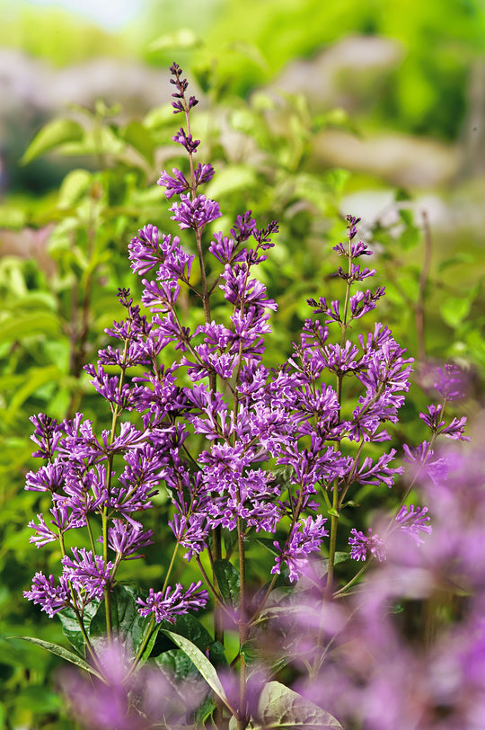 Syringa josikaea 'Oden' E, co (Krukodlad) – bild 1
