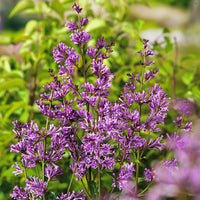 Syringa josikaea 'Oden' E, co (Krukodlad) – bild 1