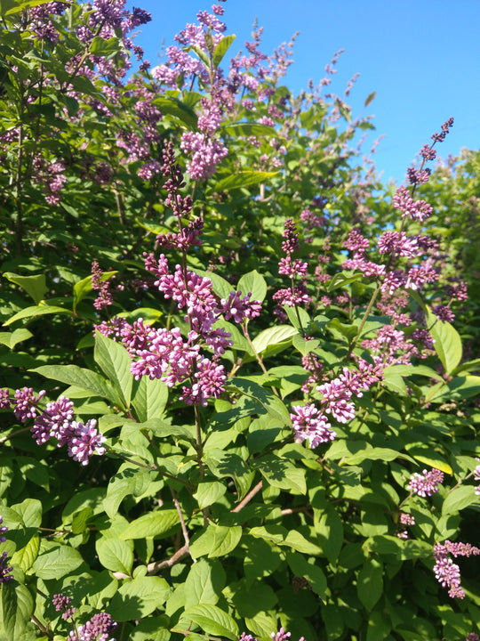 Syringa josikaea 'Oden' E, co (Krukodlad) – bild 3