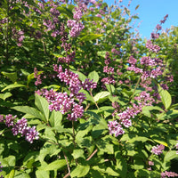 Syringa josikaea 'Oden' E, co (Krukodlad) – bild 3