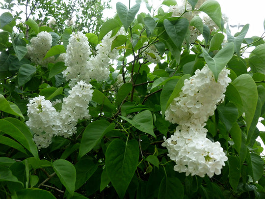 Syringa vulgaris f. alba, co (Krukodlad) – bild 1