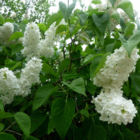 Syringa vulgaris f. alba, co (Krukodlad) – bild 1