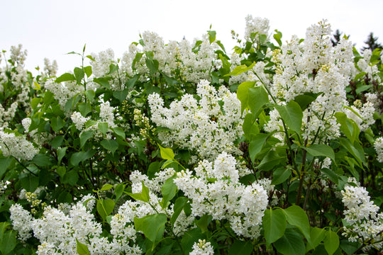 Syringa vulgaris f. alba, co (Krukodlad) – bild 2
