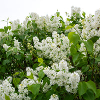 Syringa vulgaris f. alba, co (Krukodlad) – bild 2