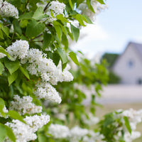 Syringa vulgaris f. alba, co (Krukodlad) – bild 4