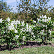 Syringa vulgaris f. alba, co (Krukodlad) – bild 5