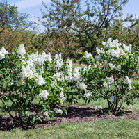 Syringa vulgaris f. alba, co (Krukodlad) – bild 5