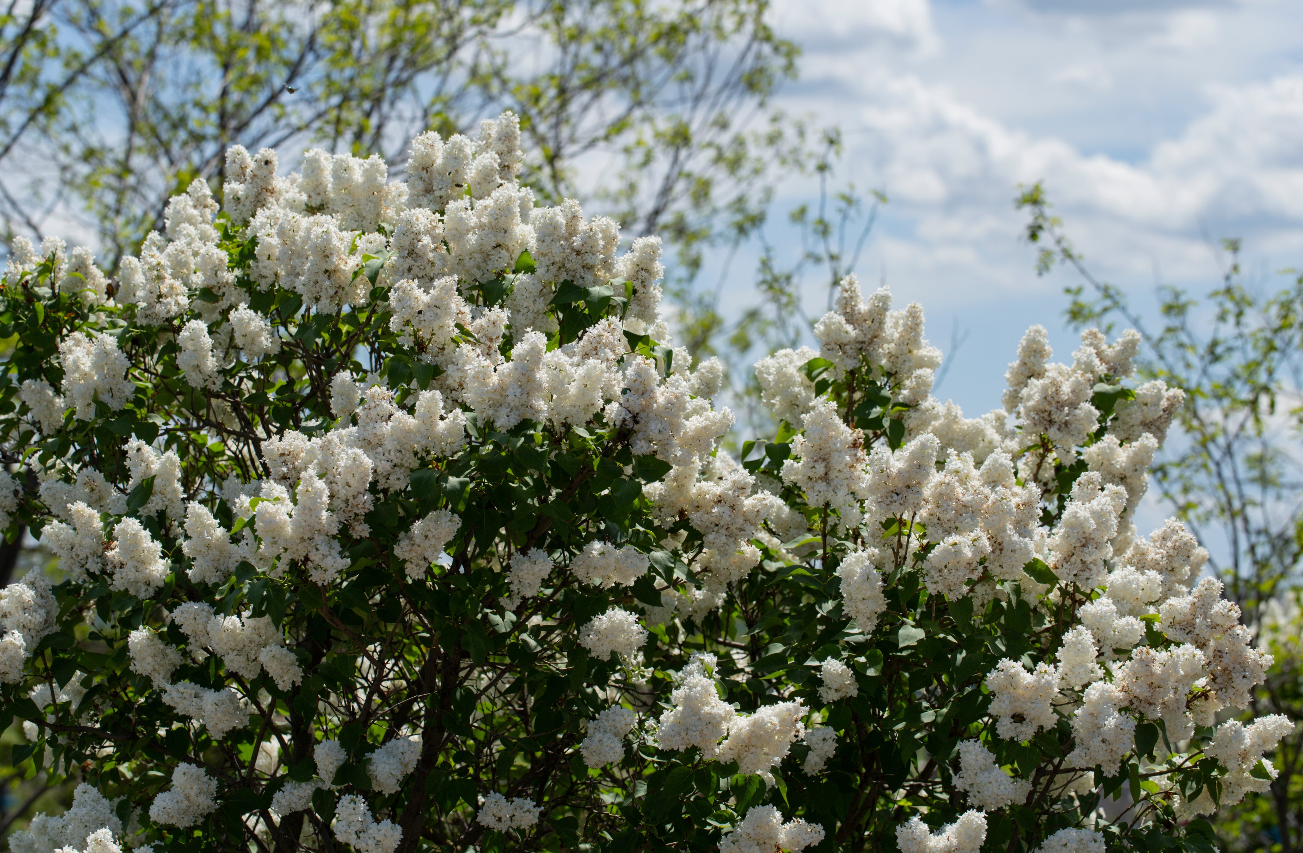 Syringa vulgaris f. alba, co (Krukodlad) – bild 1