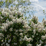 Syringa vulgaris f. alba, co (Krukodlad) – bild 6
