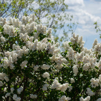 Syringa vulgaris f. alba, co (Krukodlad) – bild 6