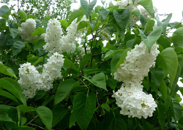Syringa vulgaris f. alba, co (Krukodlad)