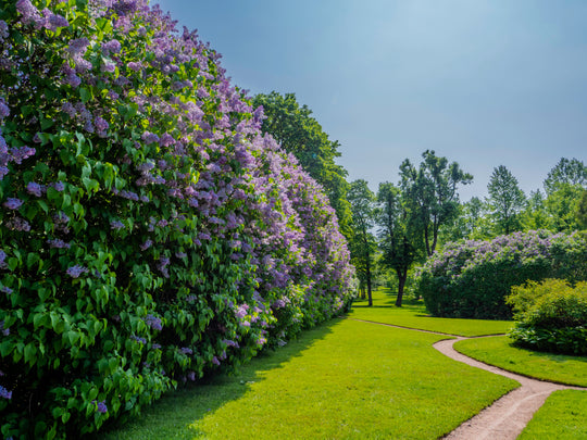 Syringa vulgaris, co (Krukodlad) – bild 3
