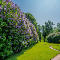 Syringa vulgaris, co (Krukodlad) – bild 3