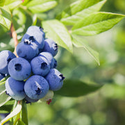 hybridblåbär 'Northland'
