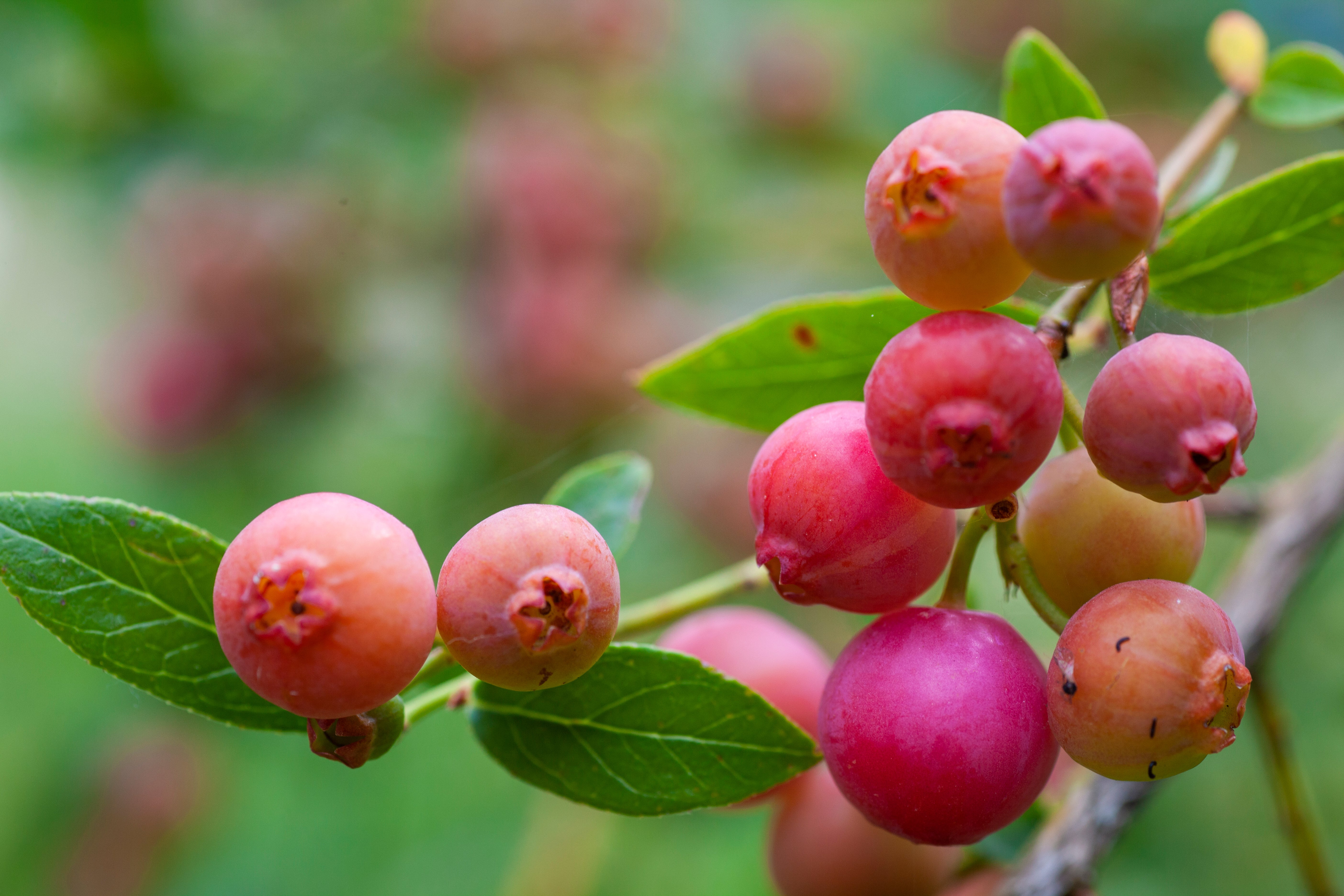 blåbär 'Pink Lemonade'