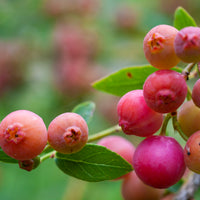 blåbär 'Pink Lemonade'