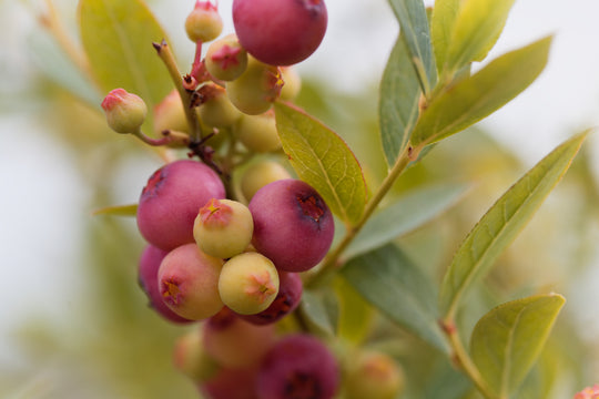 blåbär 'Pink Lemonade'