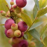 blåbär 'Pink Lemonade'