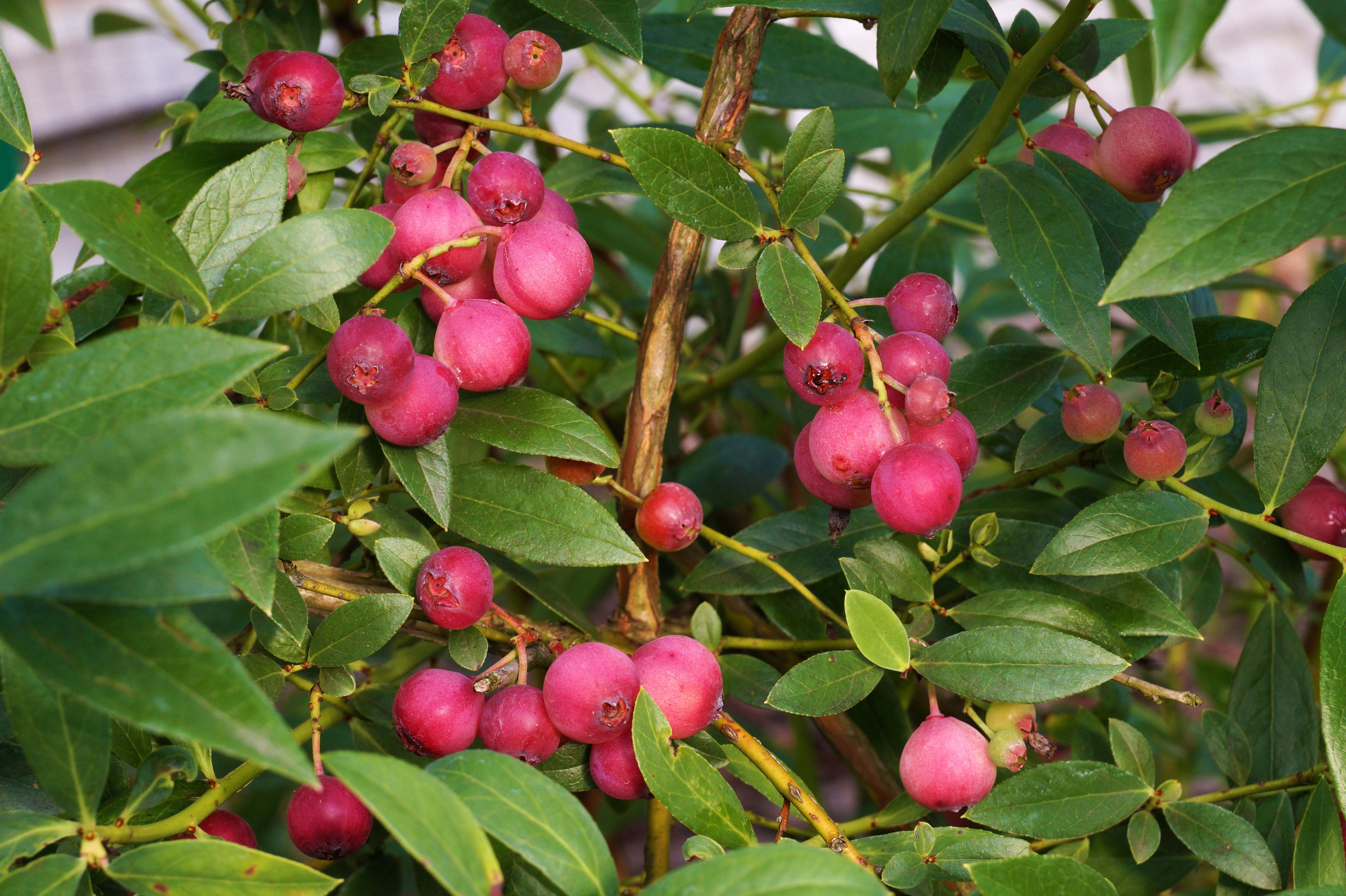 blåbär 'Pink Lemonade'