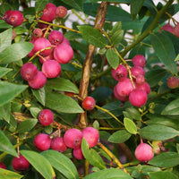 blåbär 'Pink Lemonade'