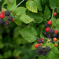 svarthallon 'Black Jewel', syn. svarthallon 'Jewel'