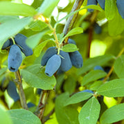 blåbärstry 'Wojtek'