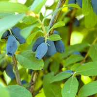 blåbärstry 'Wojtek'