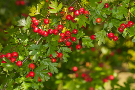 Crataegus monogyna, 50-80 cm (Barrot) – bild 2