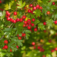 Crataegus monogyna, 50-80 cm (Barrot) – bild 2