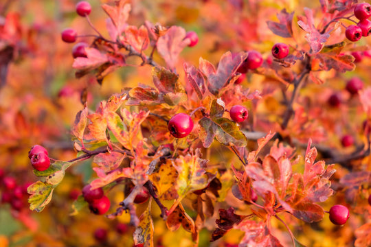 Crataegus monogyna, 50-80 cm (Barrot) – bild 4