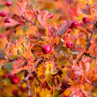 Crataegus monogyna, 50-80 cm (Barrot) – bild 4