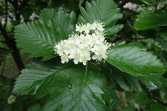 Sorbus mougeotii, 50-80 cm (Barrot) – bild 1
