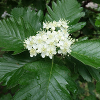 Sorbus mougeotii, 50-80 cm (Barrot) – bild 1