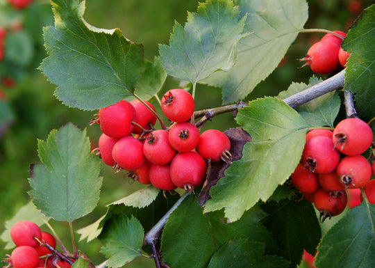 Sorbus mougeotii, 50-80 cm (Barrot) – bild 2