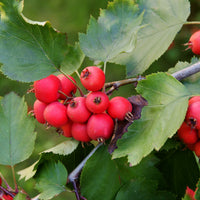 Sorbus mougeotii, 50-80 cm (Barrot) – bild 2