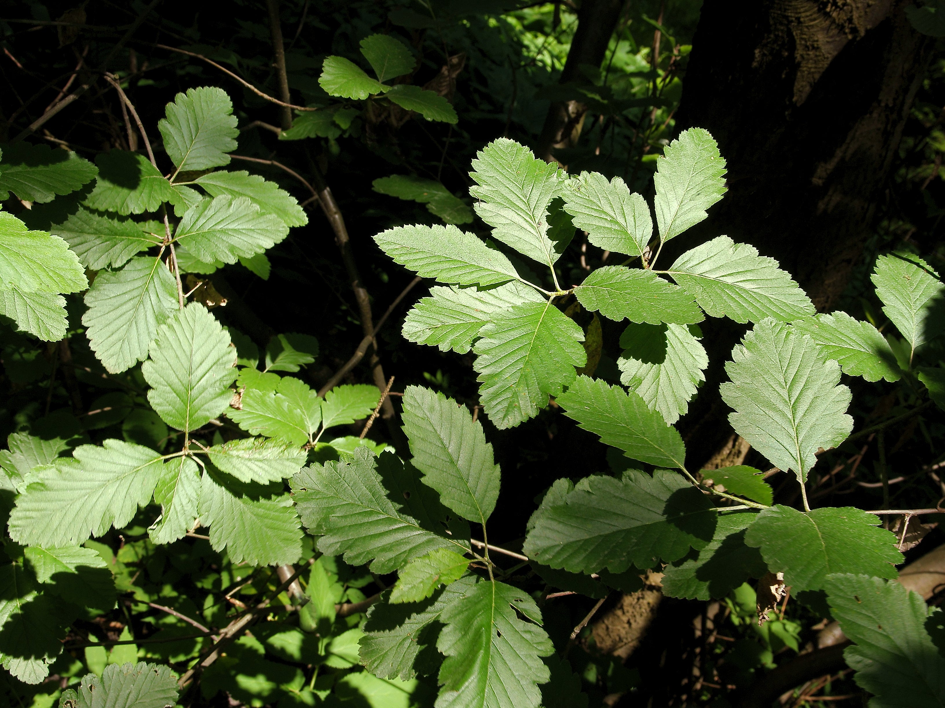 Sorbus mougeotii, 50-80 cm (Barrot) – bild 1