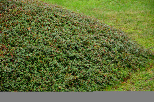 Cotoneaster x suecicus 'Coral Beauty', 20-40 cm (Barrot) – bild 1