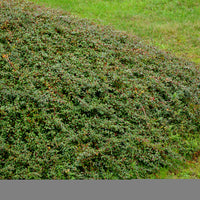 Cotoneaster x suecicus 'Coral Beauty', 20-40 cm (Barrot) – bild 1