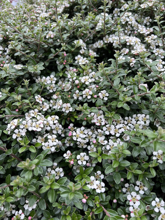 Cotoneaster x suecicus 'Coral Beauty', 20-40 cm (Barrot) – bild 2