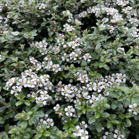 Cotoneaster x suecicus 'Coral Beauty', 20-40 cm (Barrot) – bild 2