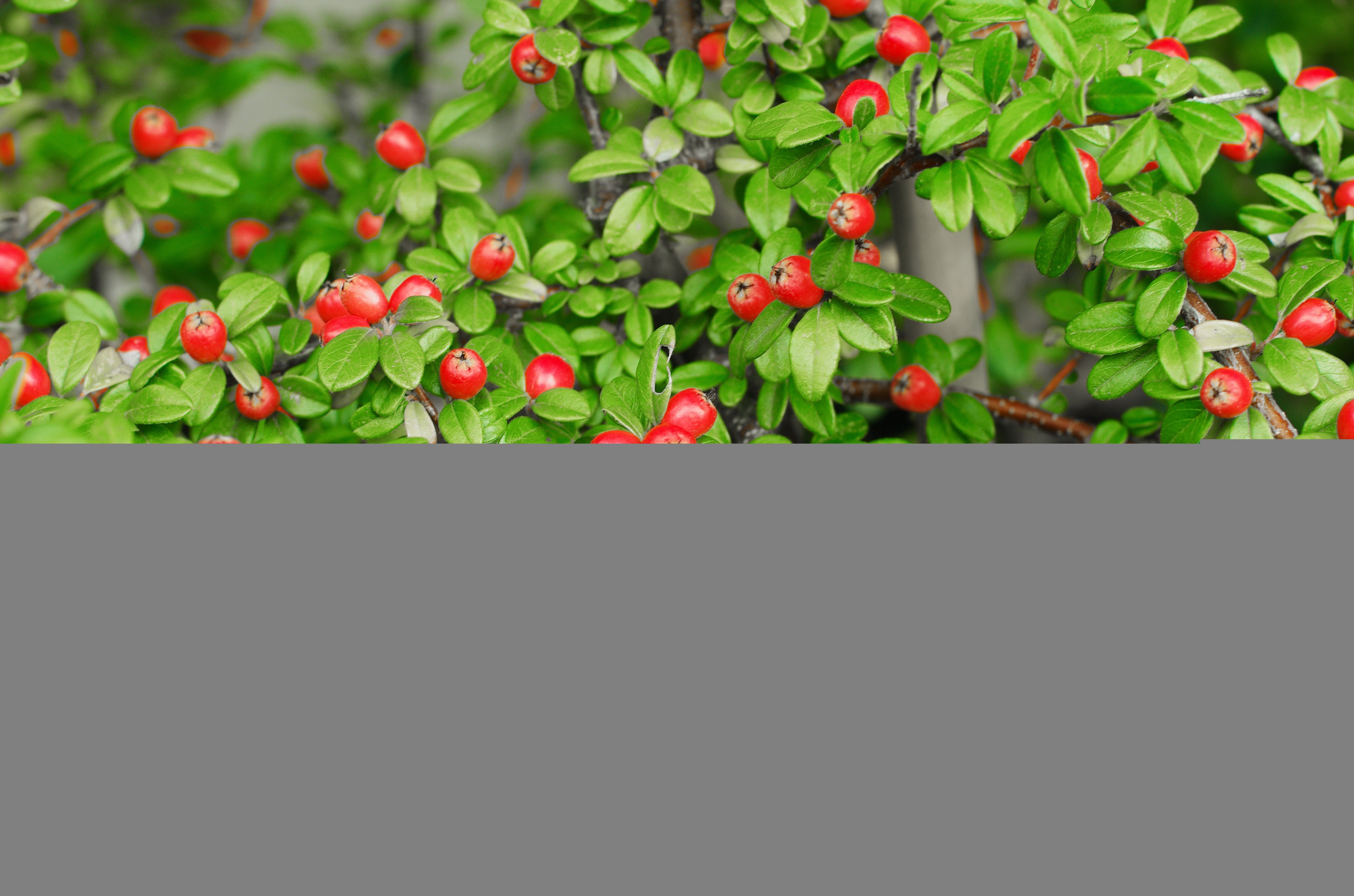 Cotoneaster x suecicus 'Coral Beauty', 20-40 cm (Barrot) – bild 1