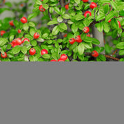 Cotoneaster x suecicus 'Coral Beauty', 20-40 cm (Barrot) – bild 3