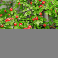 Cotoneaster x suecicus 'Coral Beauty', 20-40 cm (Barrot) – bild 3