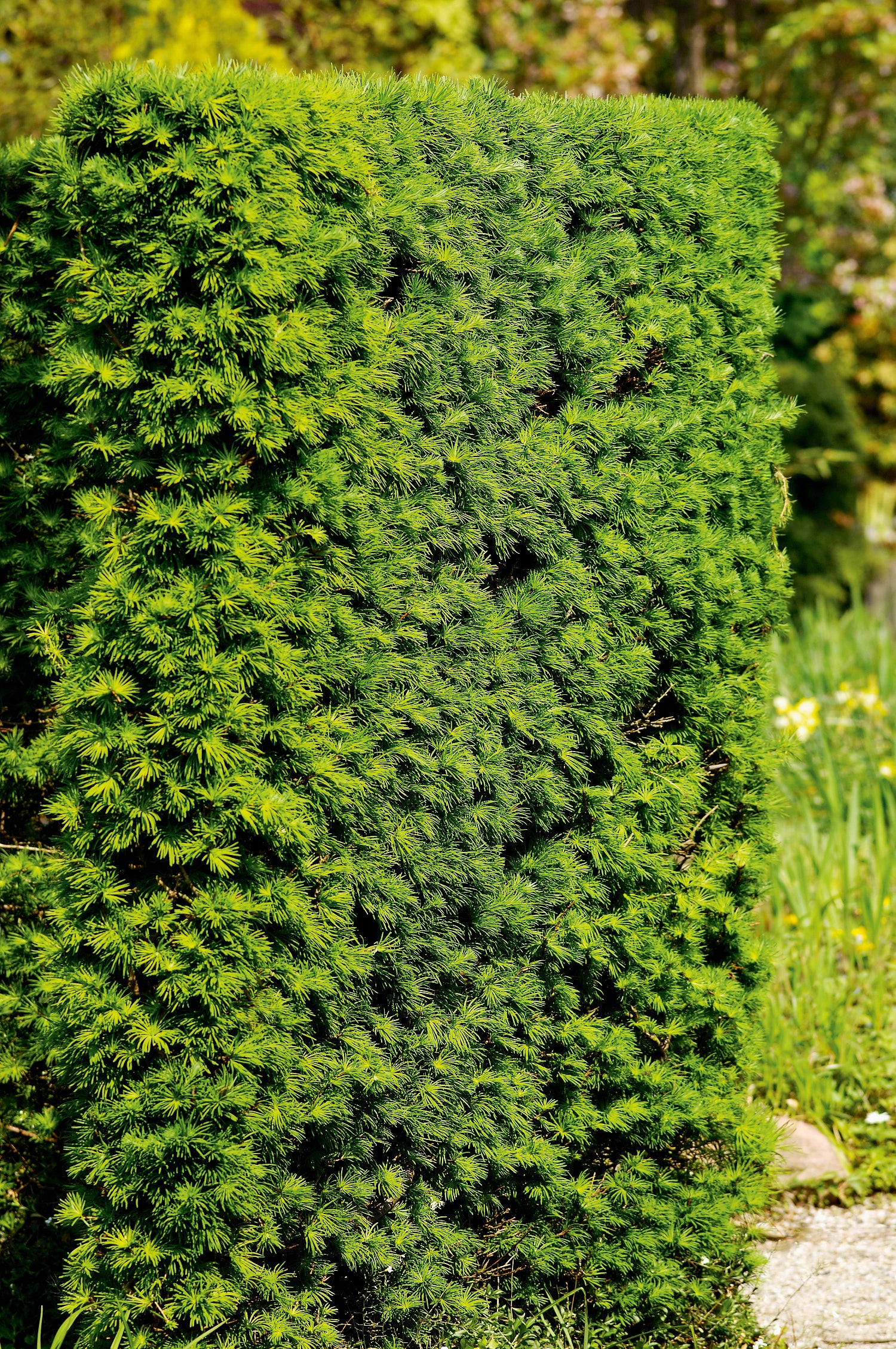 Larix kaempferi, 40-60 cm (Barrot) – bild 1