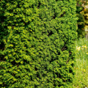 Larix kaempferi, 40-60 cm (Barrot) – bild 1