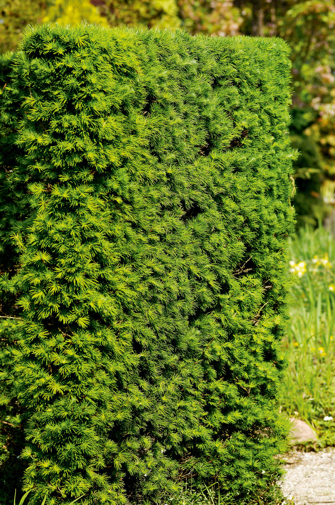 Larix kaempferi, 40-60 cm (Barrot) – bild 1