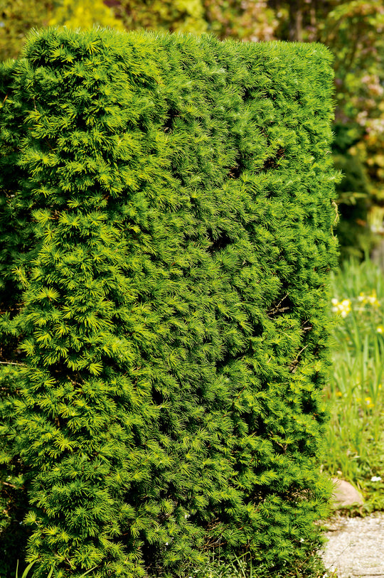 Larix kaempferi, 40-60 cm (Barrot) – bild 1
