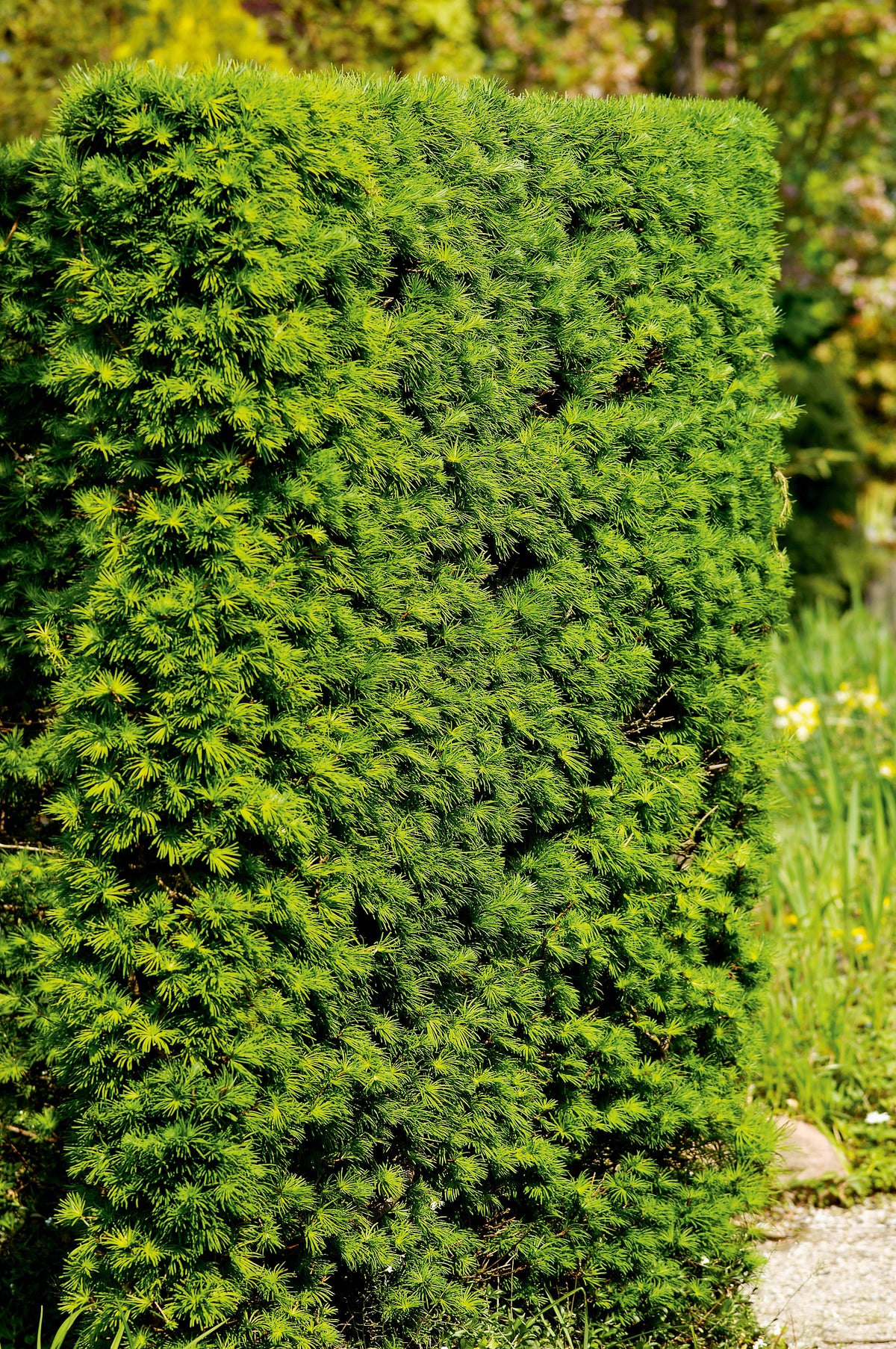 Larix kaempferi, 40-60 cm (Barrot) – bild 1