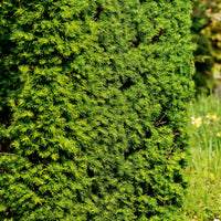 Larix kaempferi, 40-60 cm (Barrot) – bild 1