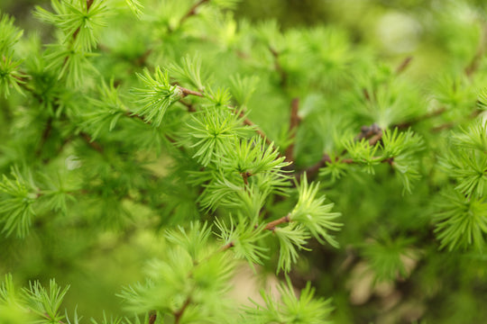 Larix kaempferi, 40-60 cm (Barrot) – bild 2